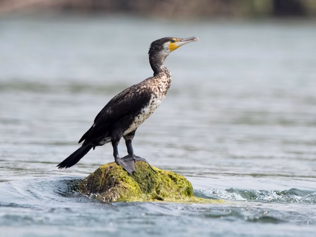 Chim cốc đế có thân và cổ dài. Mỏ thuôn tròn, đầu chóp hơi phình to và có móng cong sắc. Ảnh: birdwatchingvietnam.