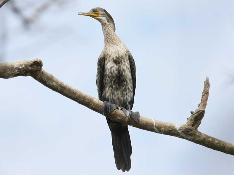 Chim cốc đế trước đây có thể bắt gặp ở Đông Bắc, Bắc Trung Bộ, Trung Nam Bộ và Nam Trung Bộ. Tuy nhiên, hiện nay loài chim quý hiếm này chỉ gặp ở vùng Tây Nam Bộ. Ảnh: birdwatchingvietnam.