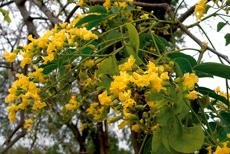 Cây giáng hương thường được trồng làm cây trang trí tại đường phố, khuôn viên trường học, công viên để vừa lấy bóng mát, vừa mang lại không khí trong lành. Ảnh: dnp.