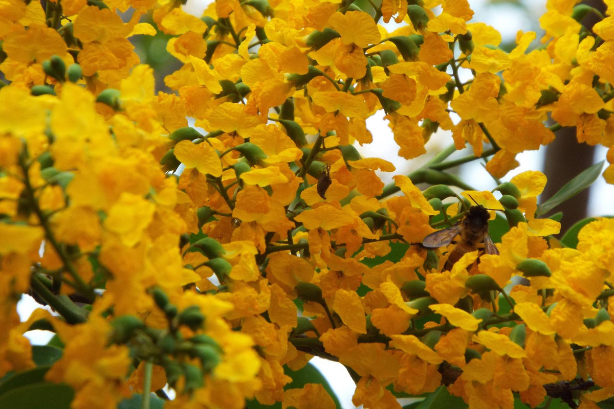 Nhựa của cây giáng hương có thể được sử dụng để làm thuốc nhuộm màu đỏ. Ảnh: botanyvn.