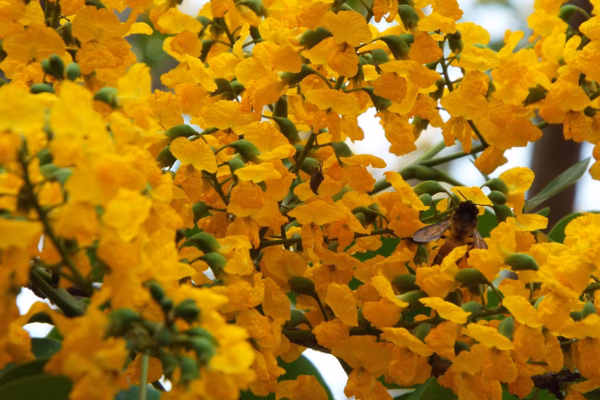 Nhựa của cây giáng hương có thể được sử dụng để làm thuốc nhuộm màu đỏ. Ảnh: botanyvn.