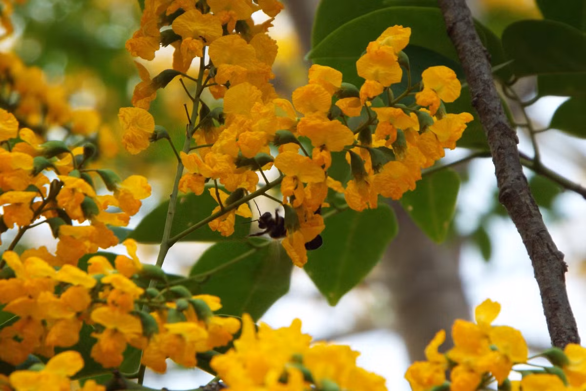 Vì vậy, gỗ giáng hương được ưa dùng để đóng đồ gỗ cao cấp, mỹ nghệ có giá trị hoặc dùng trong xây dựng. Ảnh: botanyvn.