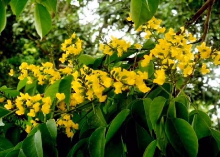 Ở Việt Nam, giáng hương có ở nhiều tỉnh thành như Kontum, Gia Lai, Đắc Lắc, Phú Yên, Đồng Nai và Tây Ninh. Ảnh: canhquanxanh.