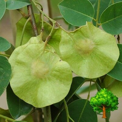 Hoa của cây giáng hương rất thơm, có màu vàng nghệ. Trong khi đó, quả dẹt có đường kính từ 5cm - 8cm, có mũi cong về phía cuống, màu vàng nâu, nhìn như chiếc đĩa bay. Ảnh: picclickimg.