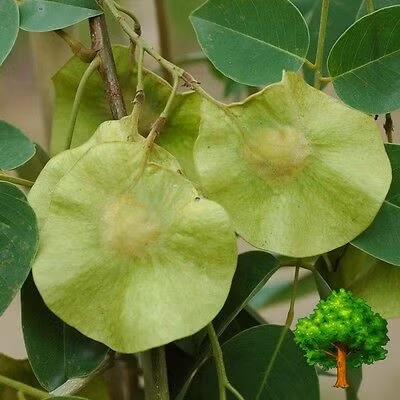 Hoa của cây giáng hương rất thơm, có màu vàng nghệ. Trong khi đó, quả dẹt có đường kính từ 5cm - 8cm, có mũi cong về phía cuống, màu vàng nâu, nhìn như chiếc đĩa bay. Ảnh: picclickimg.