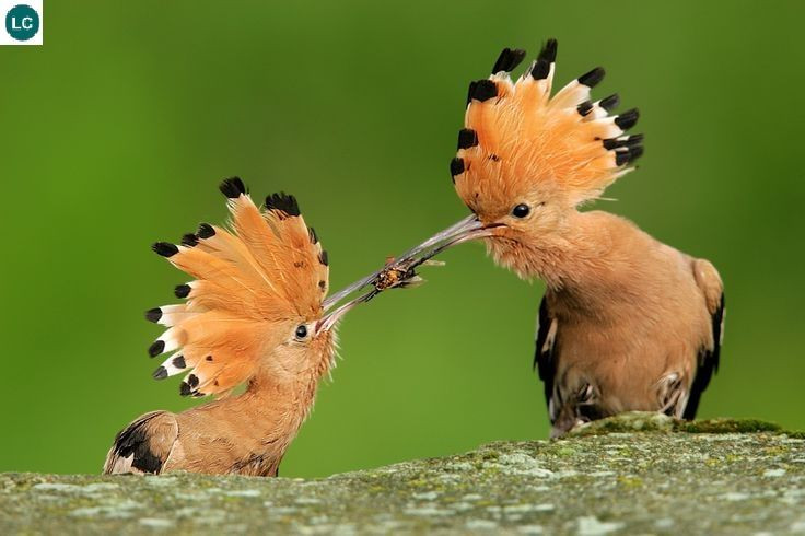 Chim đầu rìu làm tổ ở hốc cây và thường sinh sản trong khoảng tháng 2 -5 hằng năm. Ảnh: pinimg.