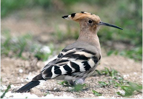 Ở Việt Nam, chim đầu rìu có ở hầu khắp các vùng từ Bắc vào Nam. Ảnh: flickr.