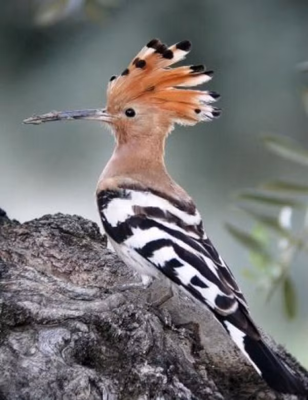 Chim đầu rìu được xem là loài chim có ích bởi chúng góp phần diệt sâu bọ có hại. Ảnh: blogspot.