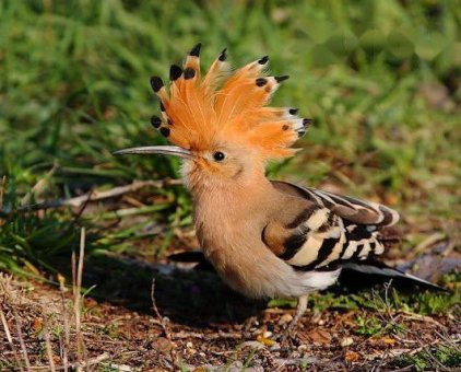 Chim đầu rìu khá dễ nhận biết với bộ lông màu hung nhạt có nhiều vằn trắng đen trên cánh. Mắt nâu hay nâu đỏ, mỏ đen, gốc mỏ xám hồng, chân xám. Ảnh: chodocu.