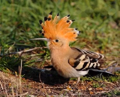 Chim đầu rìu khá dễ nhận biết với bộ lông màu hung nhạt có nhiều vằn trắng đen trên cánh. Mắt nâu hay nâu đỏ, mỏ đen, gốc mỏ xám hồng, chân xám. Ảnh: chodocu.