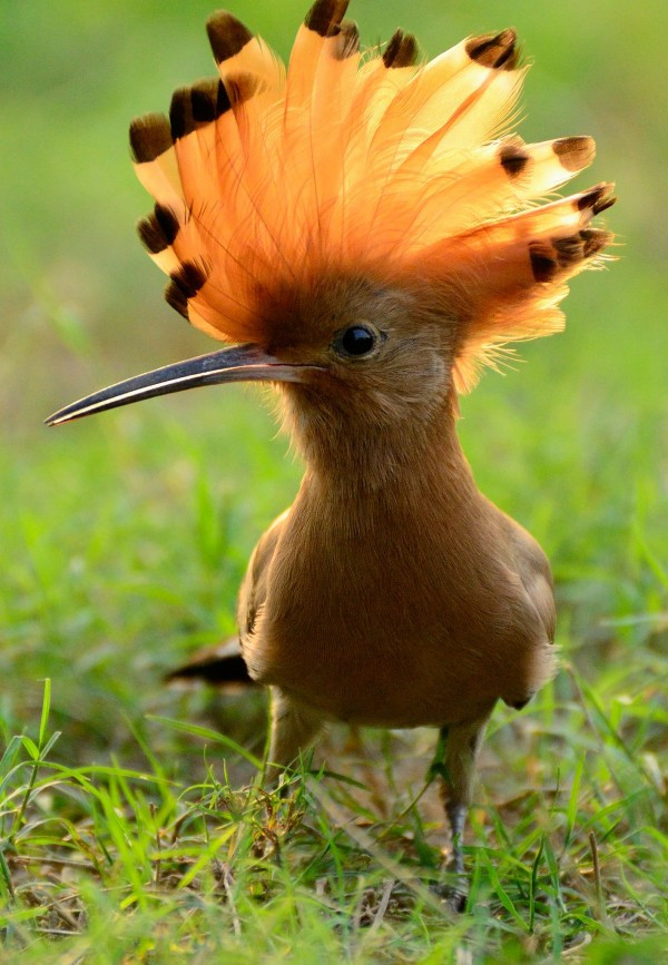  Thức ăn của chim đầu rìu là các loài côn trùng và các sinh vật nhỏ. Ảnh: tinmoitruong.