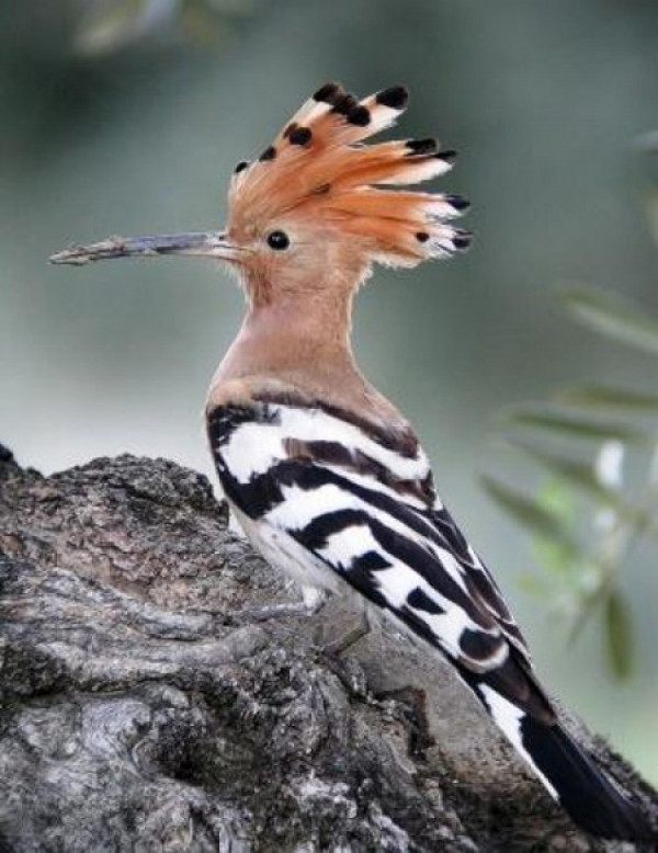 Chim đầu rìu được xem là loài chim có ích bởi chúng góp phần diệt sâu bọ có hại. Ảnh: blogspot.