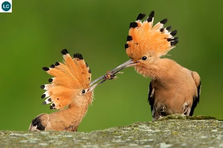 Chim đầu rìu làm tổ ở hốc cây và thường sinh sản trong khoảng tháng 2 -5 hằng năm. Ảnh: pinimg.