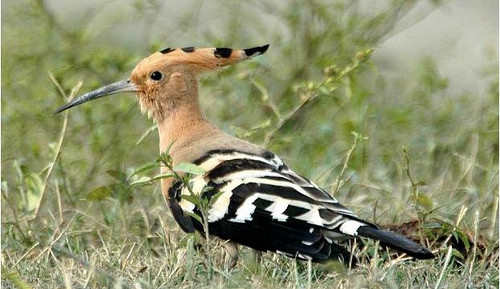 Trên thế giới, chim đầu rìu phân bố ở Axam, Malaysia, Thái Lan, Nam Trung Quốc... Ảnh: flickr.