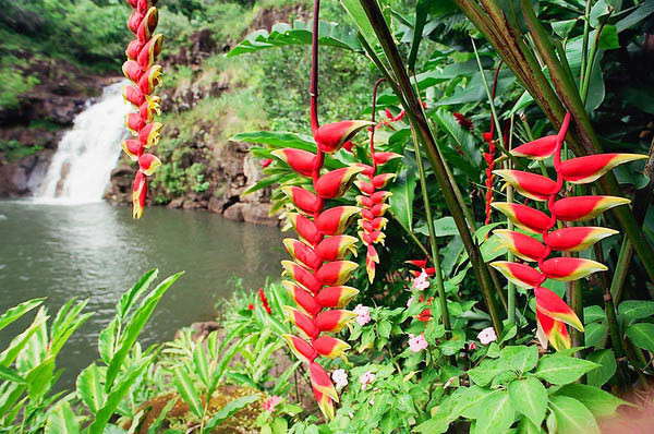 Chuối tràng pháo mọc thành bụi thưa, thuộc loại cây thân thảo, giống dạng cây dong nhưng thân cao và mập hơn. Ảnh: hoadepviet.