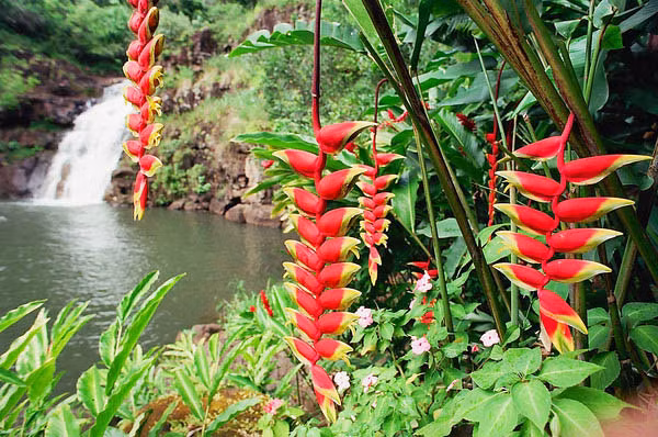 Chuối tràng pháo mọc thành bụi thưa, thuộc loại cây thân thảo, giống dạng cây dong nhưng thân cao và mập hơn. Ảnh: hoadepviet.