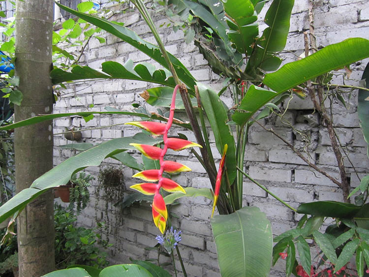 Chuối tràng pháo sống lâu năm, chiều cao khoảng 0,5-1,8m, lá có cuống dài 30 – 45cm, phiến dạng thuôn bầu dục. Ảnh: hongcaycanh.