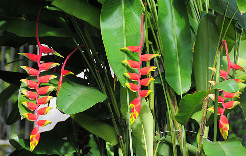 Cây chuối tràng pháo có tốc độ phát triển nhanh, ít sâu bệnh, chịu được thời tiết khắc nghiệt. Ảnh: hstatic.