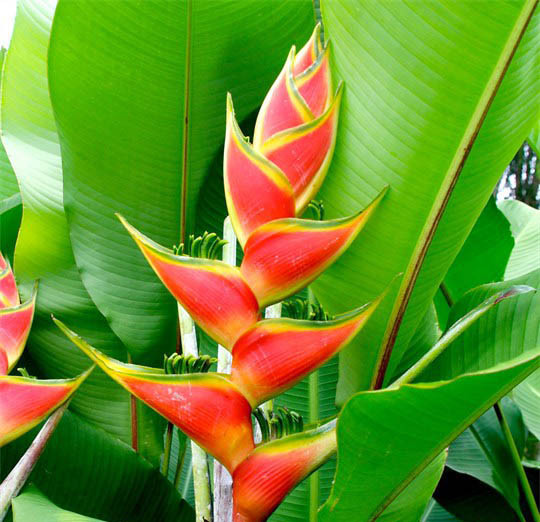 Đúng như tên gọi, hoa của cây chuối tràng pháo kết thành chuỗi dài đến gần 1m, treo lơ lửng trên cây như một tràng pháo rực rỡ. Ảnh: caycanh4mua.