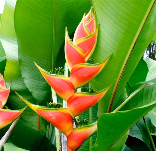 Đúng như tên gọi, hoa của cây chuối tràng pháo kết thành chuỗi dài đến gần 1m, treo lơ lửng trên cây như một tràng pháo rực rỡ. Ảnh: caycanh4mua.