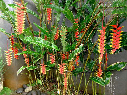  Cây chuối tràng pháo có tên khoa học là Heliconia rostrata. Ngoài ra nó còn có tên gọi khác là chuối mỏ phượng, chuối pháo. Loài cây này có nguồn gốc từ châu Mỹ nhiệt đới. Ảnh: cachtrongcay.