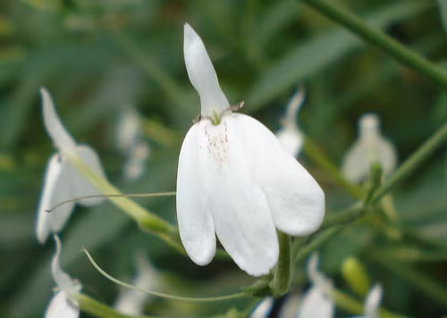  Cây kiến cò có tên khoa học là Rhinacanthus nasutus (Linn.) Kurz.Trên thế giới, loài cây này phân bố ở Ấn Độ, Trung Quốc và trong vùng Đông Nam Á. Ảnh: bizwebmedia.