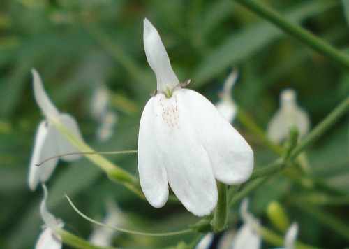 Không chỉ được trồng làm cảnh, cây kiến cò còn có tác dụng chữa bệnh. Rễ và lá của nó có thể được dùng trị bệnh ngoài da, nhất là chứng hắc lào. Ảnh: flickr.