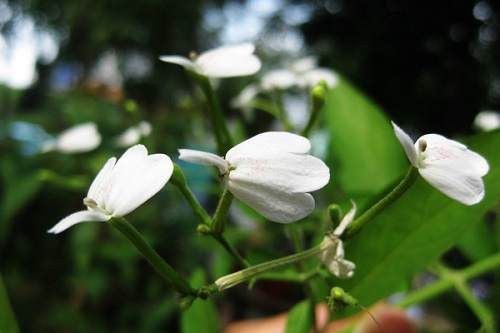 Cây kiến cò còn được sử dụng trong thuốc chống côn trùng. Ảnh: camnangbenhdalieu.