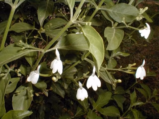 Cây kiến cò ra hoa vào tháng 8, có thể thu hái quanh năm. Ảnh: trungtamduoclieu.