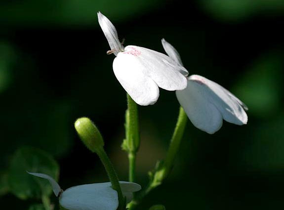 Ở Việt Nam, cây kiến cò mọc hoang ở nhiều tỉnh miền Bắc. Đôi khi nó cũng được trồng để làm cảnh. Ảnh: yduoc365.