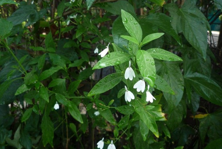 Cây kiến cò mọc thành bụi, cao từ 1m - 2m, thân có lông mịn, lá hình trứng thuôn dài, hoa nhỏ màu trắng, quả nang dài có lông. Ảnh: thuocquyviet.