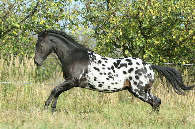 Ngựa Appaloosa có trọng lượng trung bình khoảng 500kg. Ảnh: pixabay.