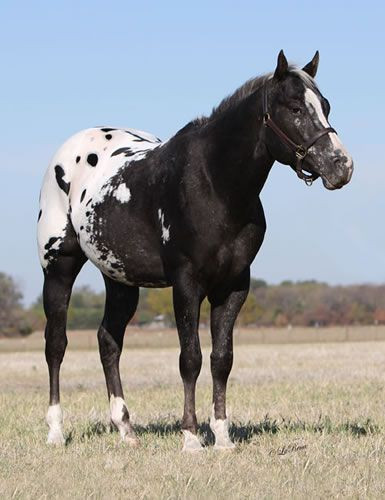 Ngựa Appaloosa cũng được cho là một trong những giống ngựa đẹp nhất và độc đáo nhất hành tinh. Ảnh: pinimg.