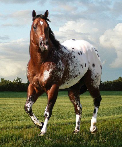 Ngựa Appaloosa còn nổi tiếng thông minh, nhanh nhẹn và bền bỉ nên thường được dùng trong các buổi trình diễn. Ảnh: wikimedia.