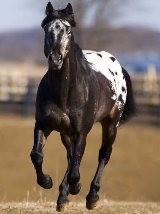 Ngựa Appaloosa sở hữu cho mình một màu sắc hết sức đặc biệt và dễ làm mê hoặc bất cứ ai trông thấy chúng. Ảnh: wikimedia.