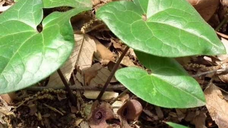 Cây biến hóa cao 30-50cm, bò lan trên mặt đất. Lá của nó hình tim màu xanh đậm, hơi tía, bóng nhẵn, dài 10-15cm. Ảnh: ydhvn.