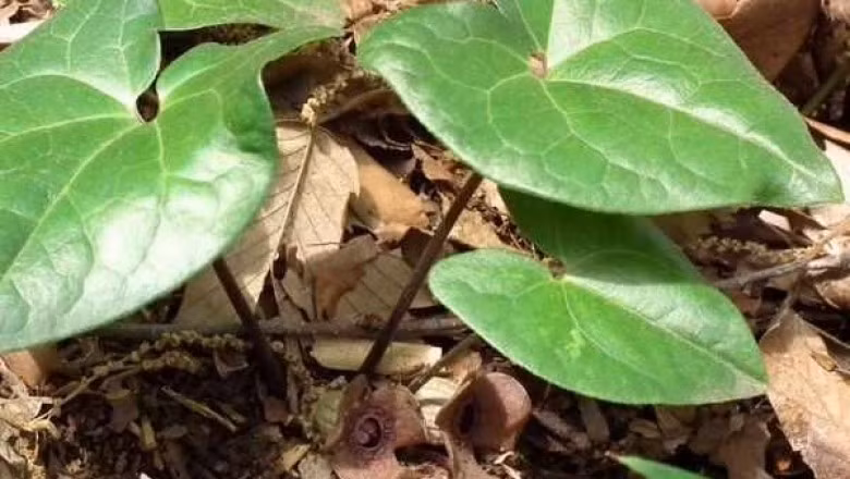 Cây biến hóa cao 30-50cm, bò lan trên mặt đất. Lá của nó hình tim màu xanh đậm, hơi tía, bóng nhẵn, dài 10-15cm. Ảnh: ydhvn.