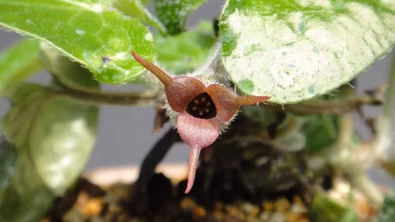  Cây biến hóa còn có tên gọi khác là Thổ tế tân, Quán chi (Mèo). Tên khoa học của nó là Asarum caudigerum Hance. Ảnh: ydhvn.