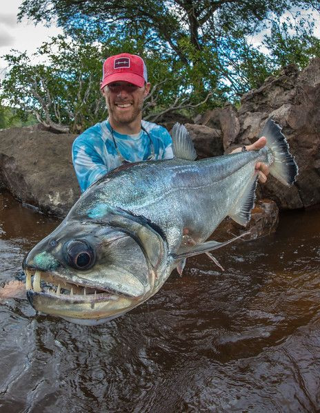 Cặp răng nanh của cá ma cà rồng dùng để đâm xuyên qua con mồi rồi ăn thịt. Hàm trên của cá có những chiếc hố đặc biệt dùng để tránh những chiếc răng nanh tự đâm chúng. Ảnh: pinimg.