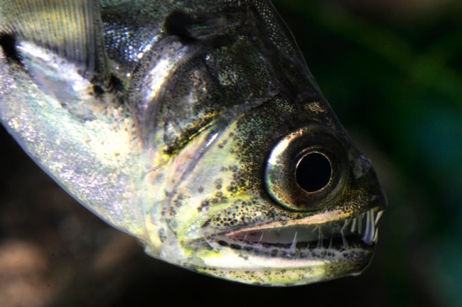 Ngoài ra, cá ma cà rồng còn được tìm thấy nhiều ở Venezuela. Ảnh: squarespace.