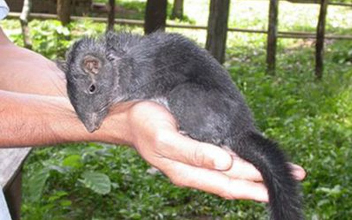 Thức ăn yêu thích của chuột đá là lá cây, cỏ và đặc biệt là các loại hạt. Đôi khi chúng cũng ăn côn trùng. Ảnh: kenh14cdn.