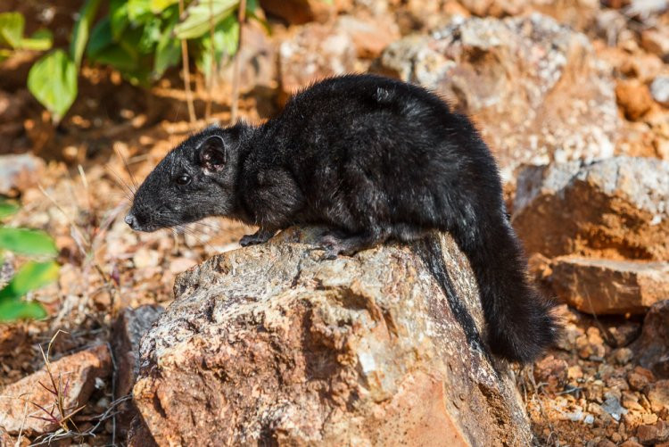 Chuột đá thường hoạt động về đem. Chúng hoạt động và xuất hiện nhiều nhất vào mùa mưa dông (tháng 6 - 9 âm lịch). Ảnh: biolib.