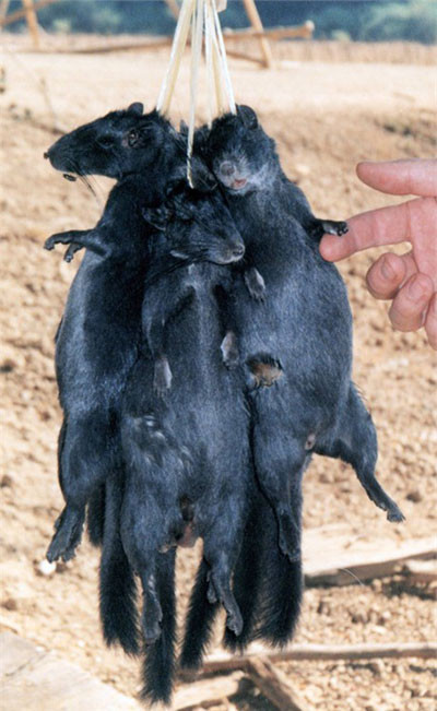 Chuột đá được người Rục gọi là Cà Nệ Khụng, hay Ninh Cùng. Ảnh: giadinh.