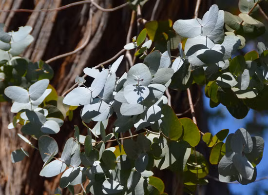 Ở Việt Nam, cây tiền bạc cũng được trồng trang trí tại nhiều nơi, từ văn phòng, nhà ở, sân vườn, trường học đến công viên, công ty. Ảnh: blogcaycanh.