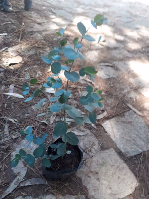 Cành lá của cây tiền bạc mọc dày đối xứng nhìn cũng rất giống một chuỗi tiền được xâu vào nhau. Ảnh: marketonline.