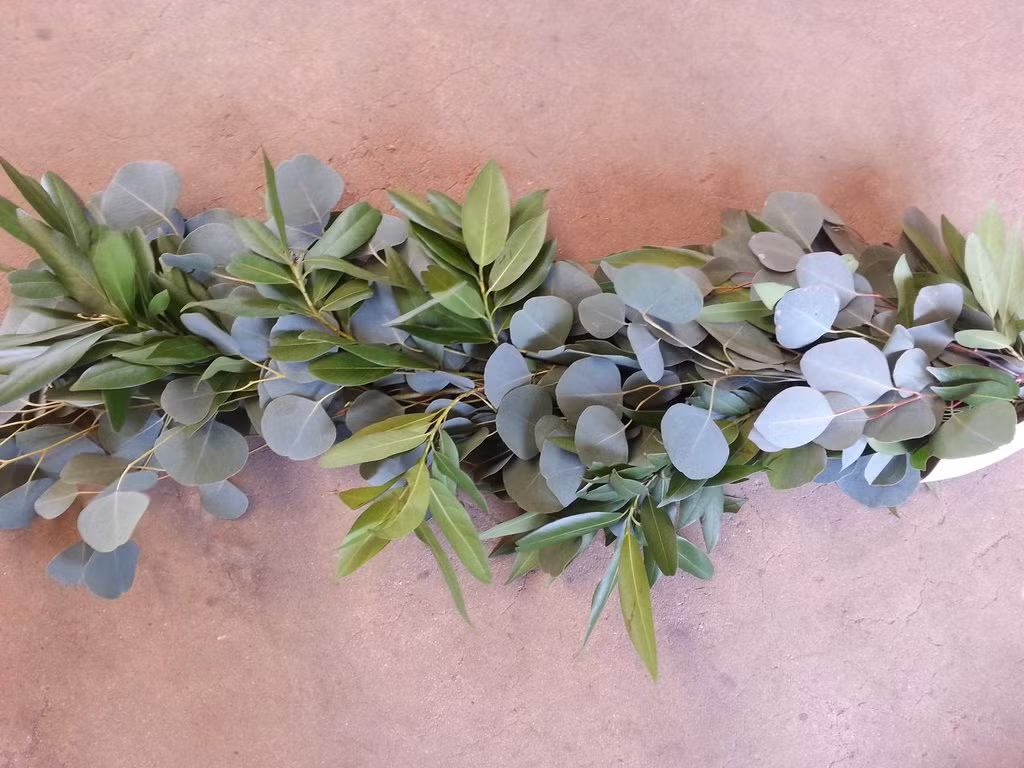 Cây tiền bạc có đặc tính chịu được khô hạn và nắng nóng. Ảnh: marketonline.