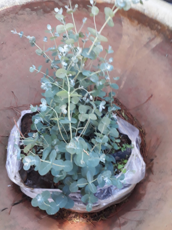 Cây tiền bạc còn có tên gọi khác là cây đô la bạc hay cây đồng đô bạc. Ảnh: marketonline.