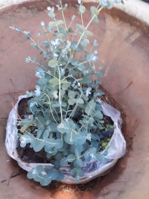 Cây tiền bạc còn có tên gọi khác là cây đô la bạc hay cây đồng đô bạc. Ảnh: marketonline.