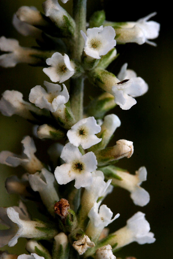 Ở Việt Nam, cây bọ chó phân bố phổ biến từ Tây Nguyên đến các tỉnh ở khu V, khu IV và tất cả các tỉnh thuộc vùng núi và trung du Bắc Bộ. Ảnh: biotik.