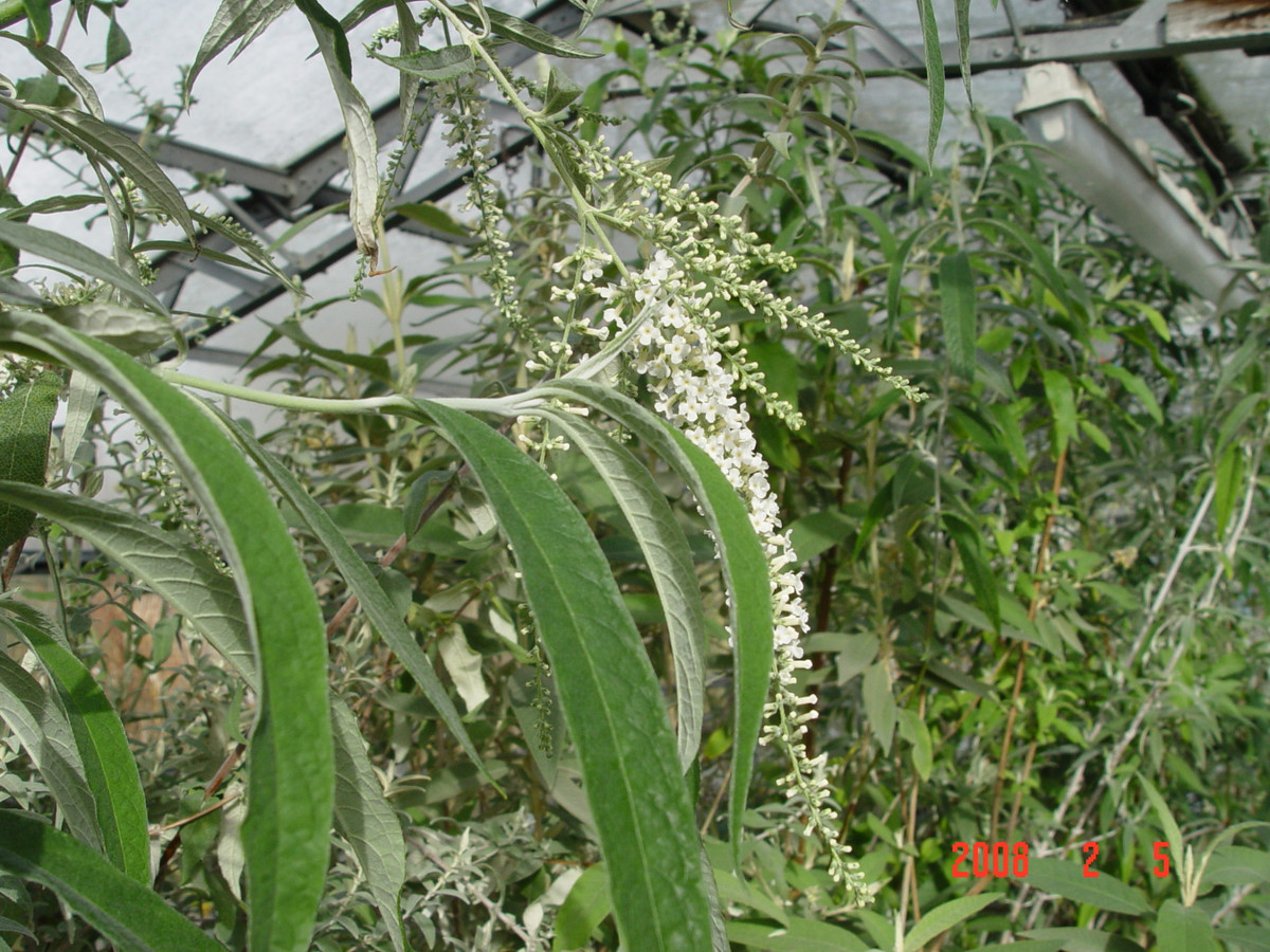 Tuy nhiên, cây bọ chó có độc, gây sảy thai, khi dùng phải cẩn thận. Ảnh: flywheel.